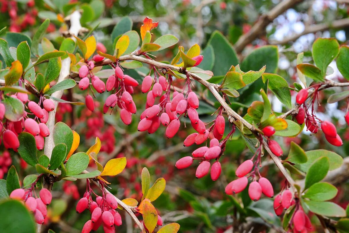 Барбарис фото и описание. Барбарис обыкновенный Berberis vulgaris. Барбарис обыкновенный - Bеrberis vulgаris.. Барбарис обыкновенный (Berberis vulgaris l.). Барбарис обыкновенный куст.