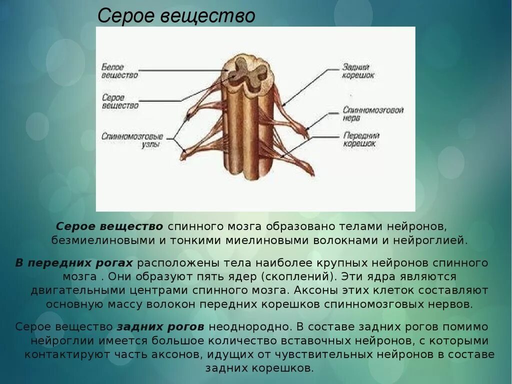 Аксон образует серое вещество. Серое вещество головного мозга состоит из. Серое вещество спинного мозга состоит из. Из чего состоит белое вещество спинного мозга. Из чего состоит серое вещество спинного мозга.