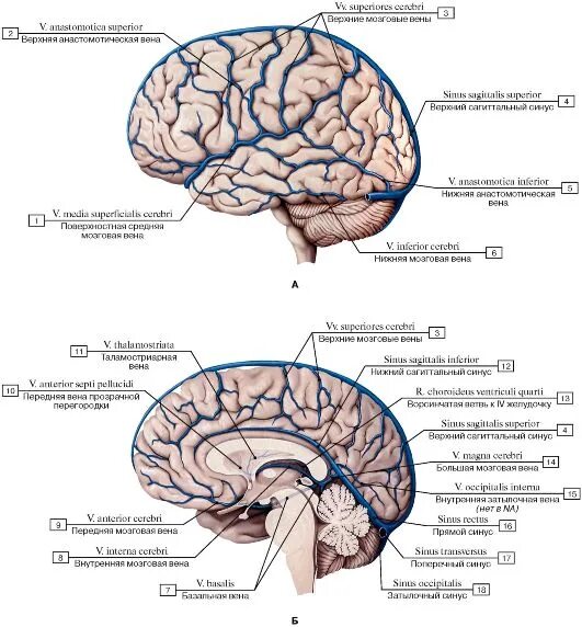 Поверхностная средняя мозговая Вена. Поверхностные мозговые вены анатомия. Вены кортикальные головного мозга. Венозная система головного мозга схема. Воспаление головного мозга латынь