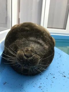 Кот крошик видео