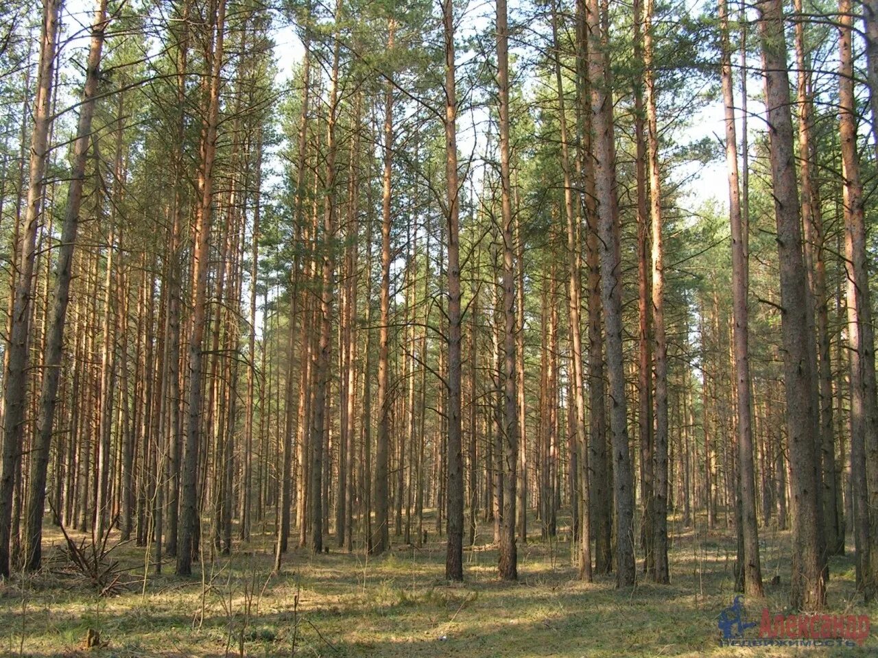 Купить участок в сосново ленинградской. Елово Сосновый лес. Репино сосны. Елово сосновйлес. Репино Ленинградская область лес.