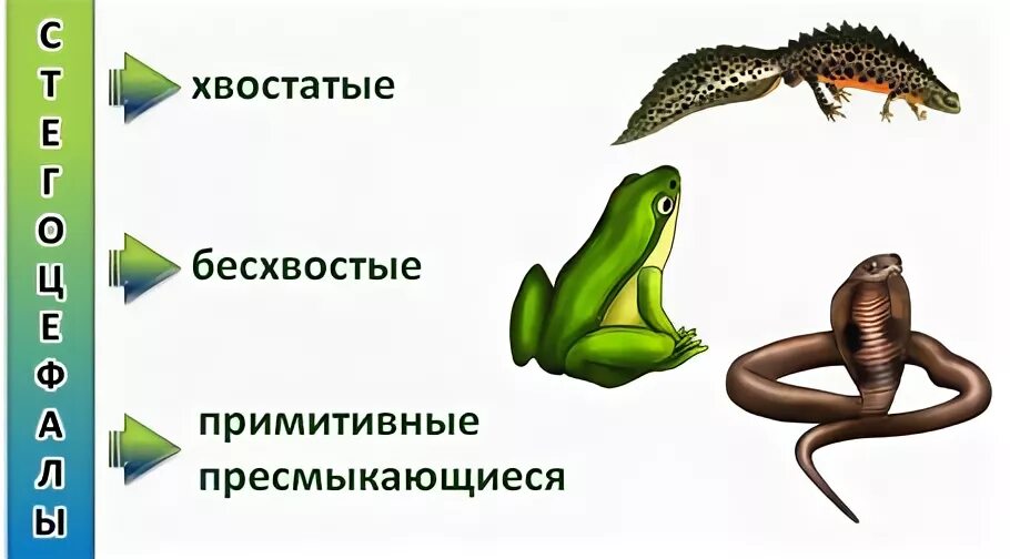 Установите соответствие земноводные и пресмыкающиеся
