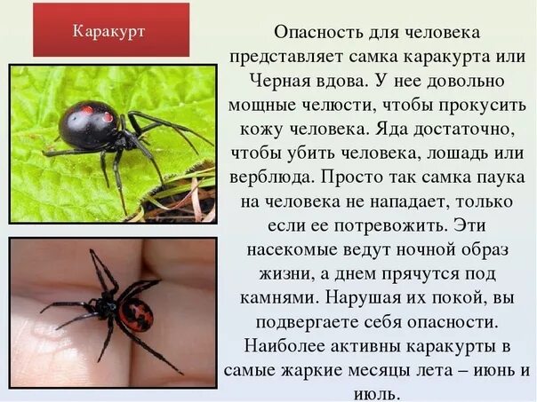 Пауки фото описание