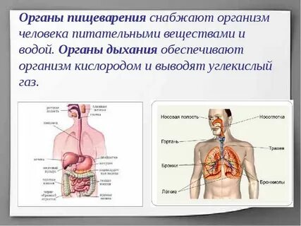 Какие органы образуют систему дыхания