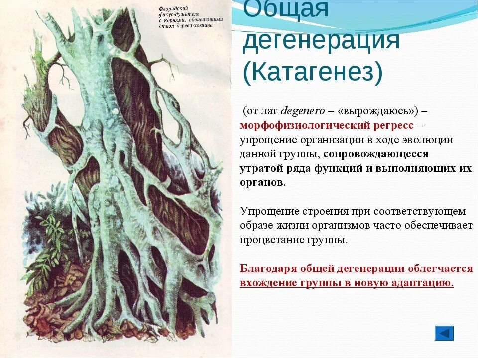 Выберите пример общей дегенерации
