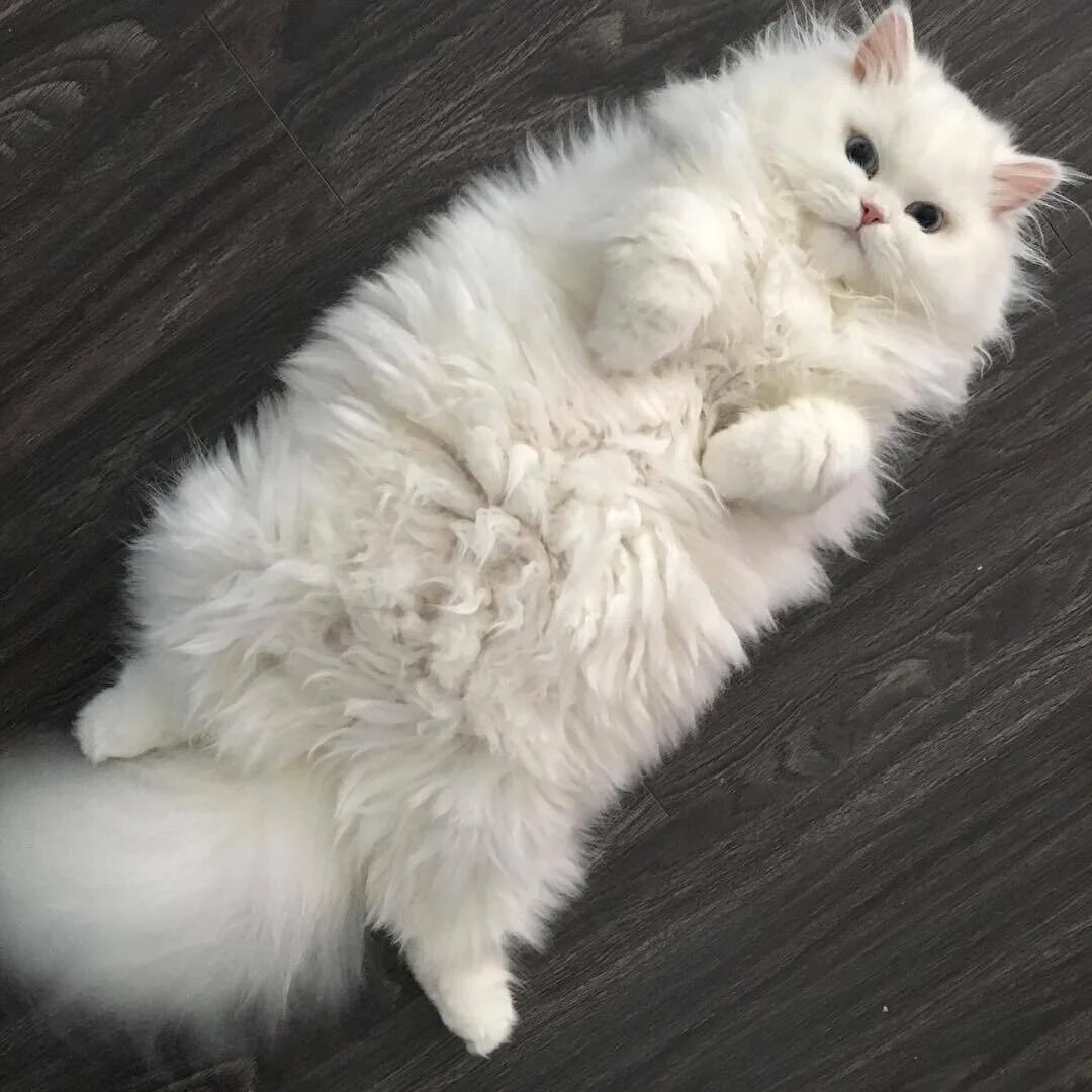 Colonel Meow Fluffy cat, Cats, Cute cats and kittens