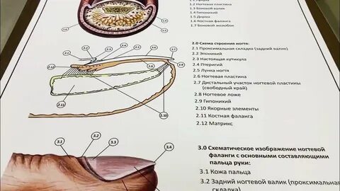 Ногтевые фаланги пальцев рук