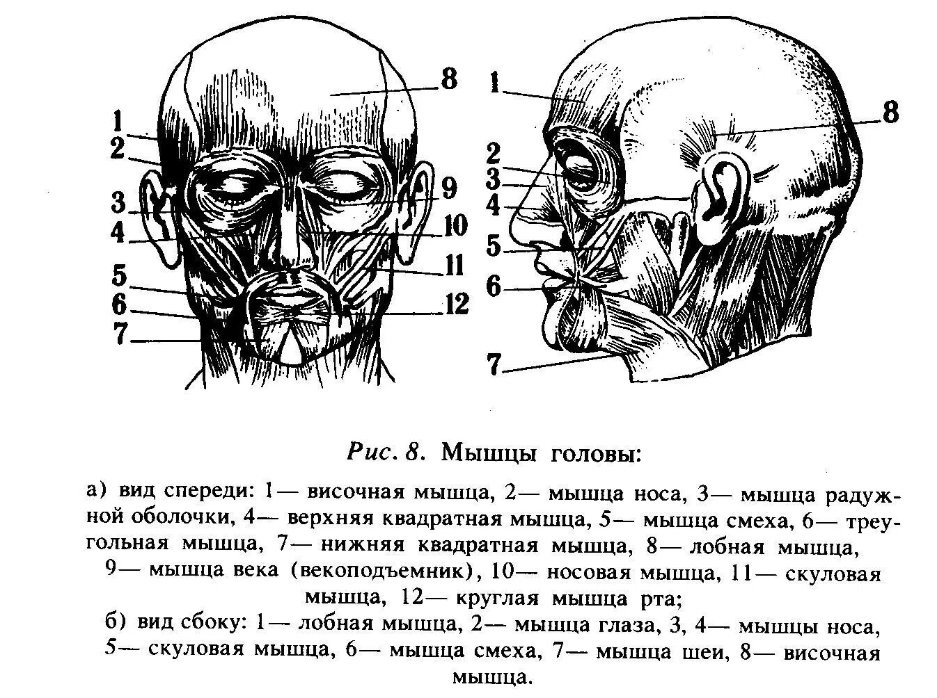 Затылок описание