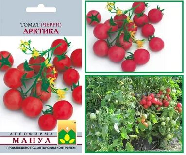 Арктический томат описание