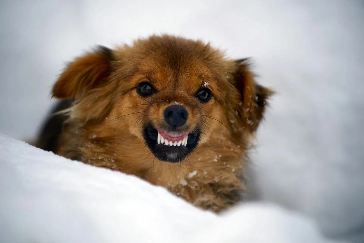 щенок злится. такса рычит. собака рычит. маленькая злая собачка. морда собаки.