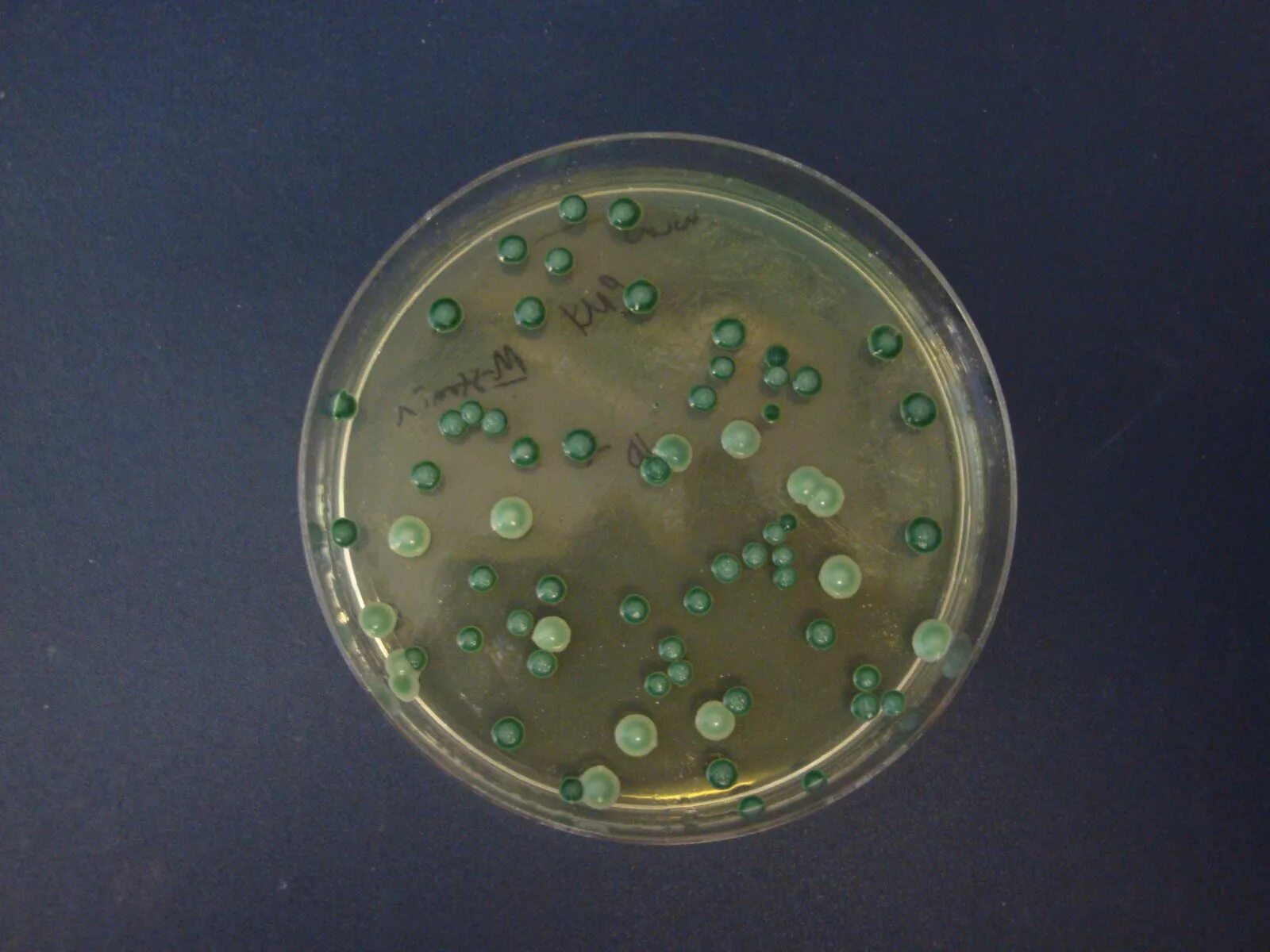 Оборудование для изучения клеток дрожжевых грибов. Saccharomyces cerevisiae колонии. Saccharomyces cerevisiae на Сабуро. Грибы кандида на среде Сабуро. Кандида на агаре Сабуро.