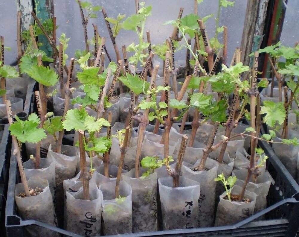 Саженцы с открытой корневой системой. Саженец с открытой корневой. Саженцы плетистых роз. Засохший саженец. Посадка роз с.