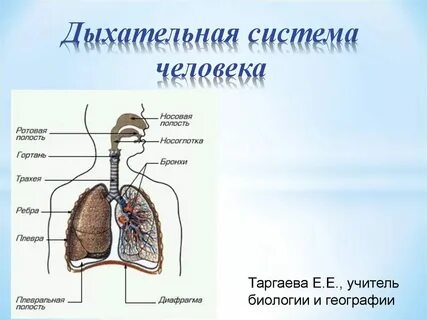 Какие органы образуют систему дыхания