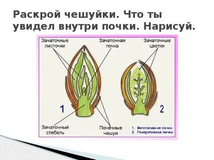 Функции почечных чешуй
