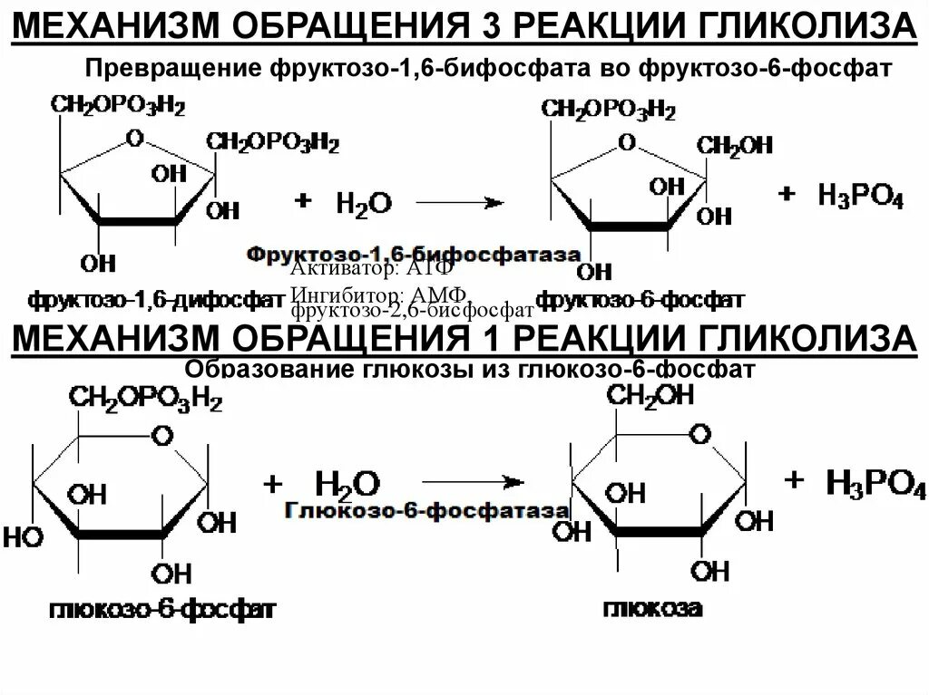 Реакции образования фруктозо-6-фосфата. Реакция превращения глюкозо-6-фосфат в фруктозо - 1,6 - дифосфат. Превращение фруктозо-1,6-бисфосфата во фруктозо-6-фосфат.. Глюкозо 6 фосфат фруктоза 6 фосфат. И глюкоза и фруктоза реагируют с