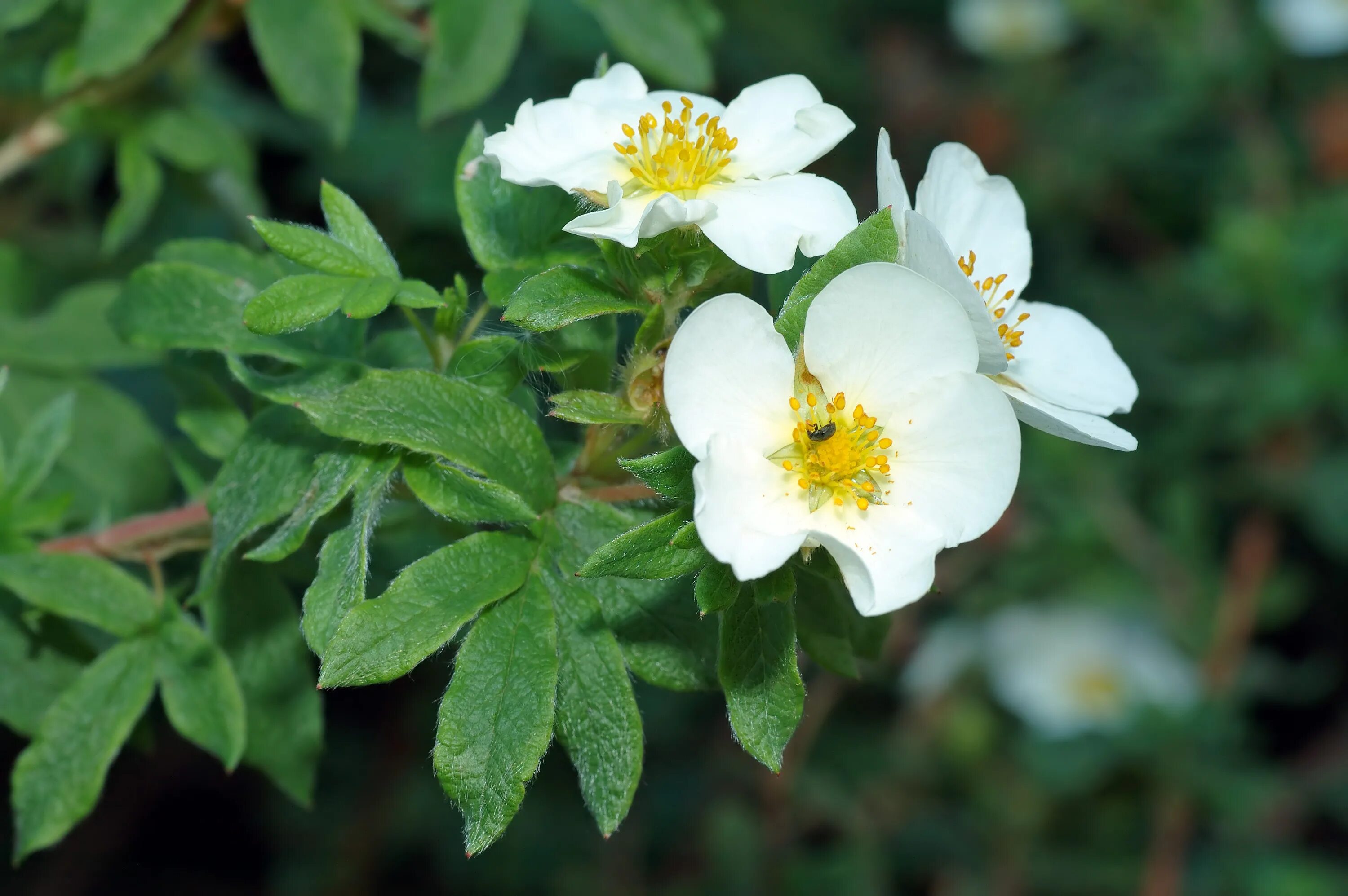 Лапчатка 4 буквы. Лапчатка mount everest. лапчатка розовая. potentilla canadensis. potentilla heptaphylla.