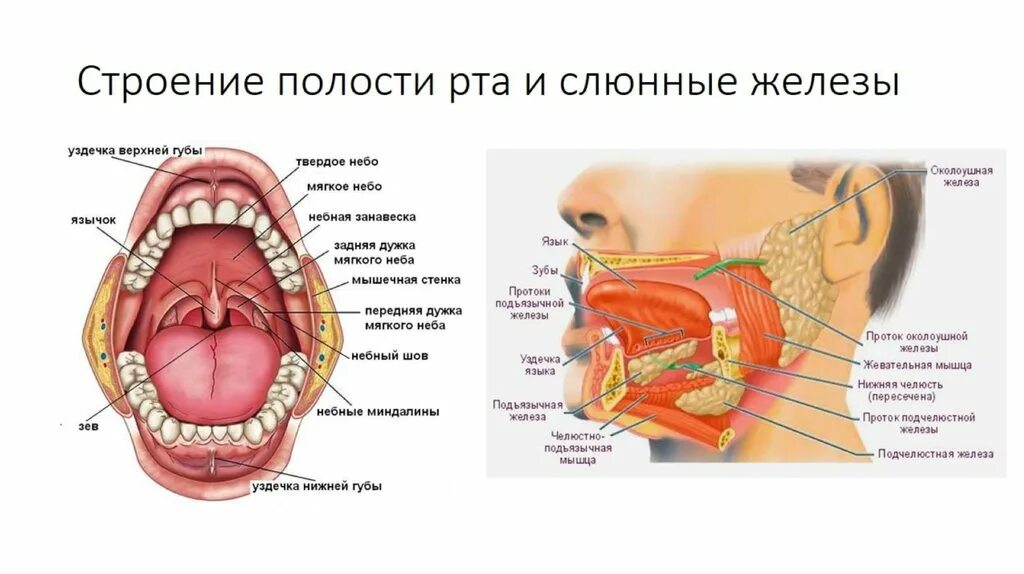 Где расположена верхнее. Строение ротовой полости сбоку. Строение лица человека анатомия слюнных желез. Строение ротовой полости человека анатомия. Полость рта.зубы.язык слюнные железы.