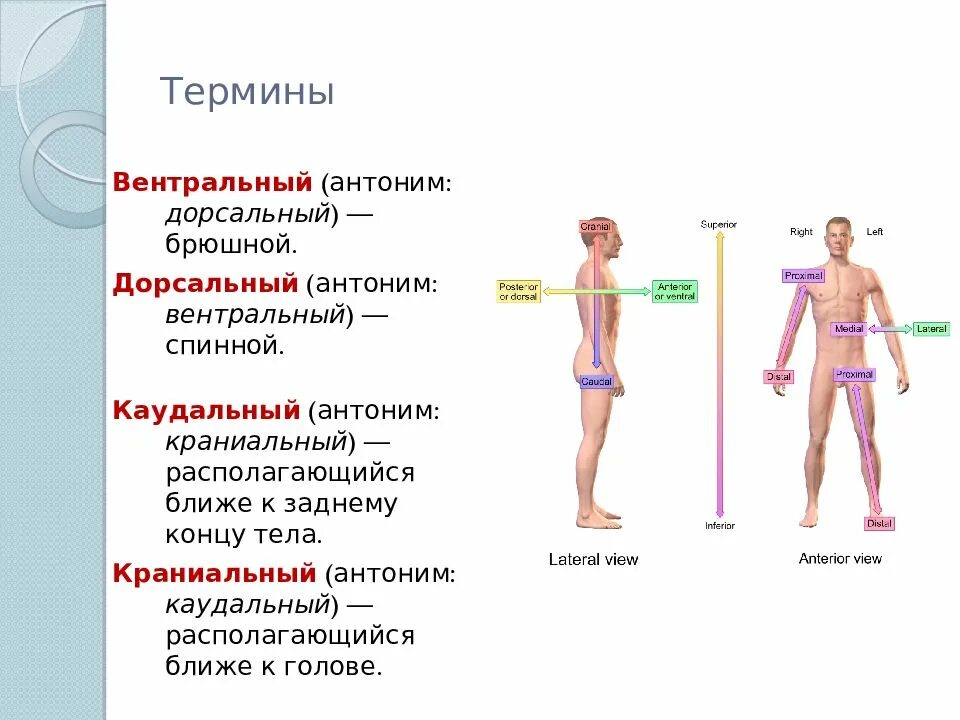 Анатомическая терминология. Анатомия понятие. Анатомия термины. Термины по анатомии человека. Каудальное направление