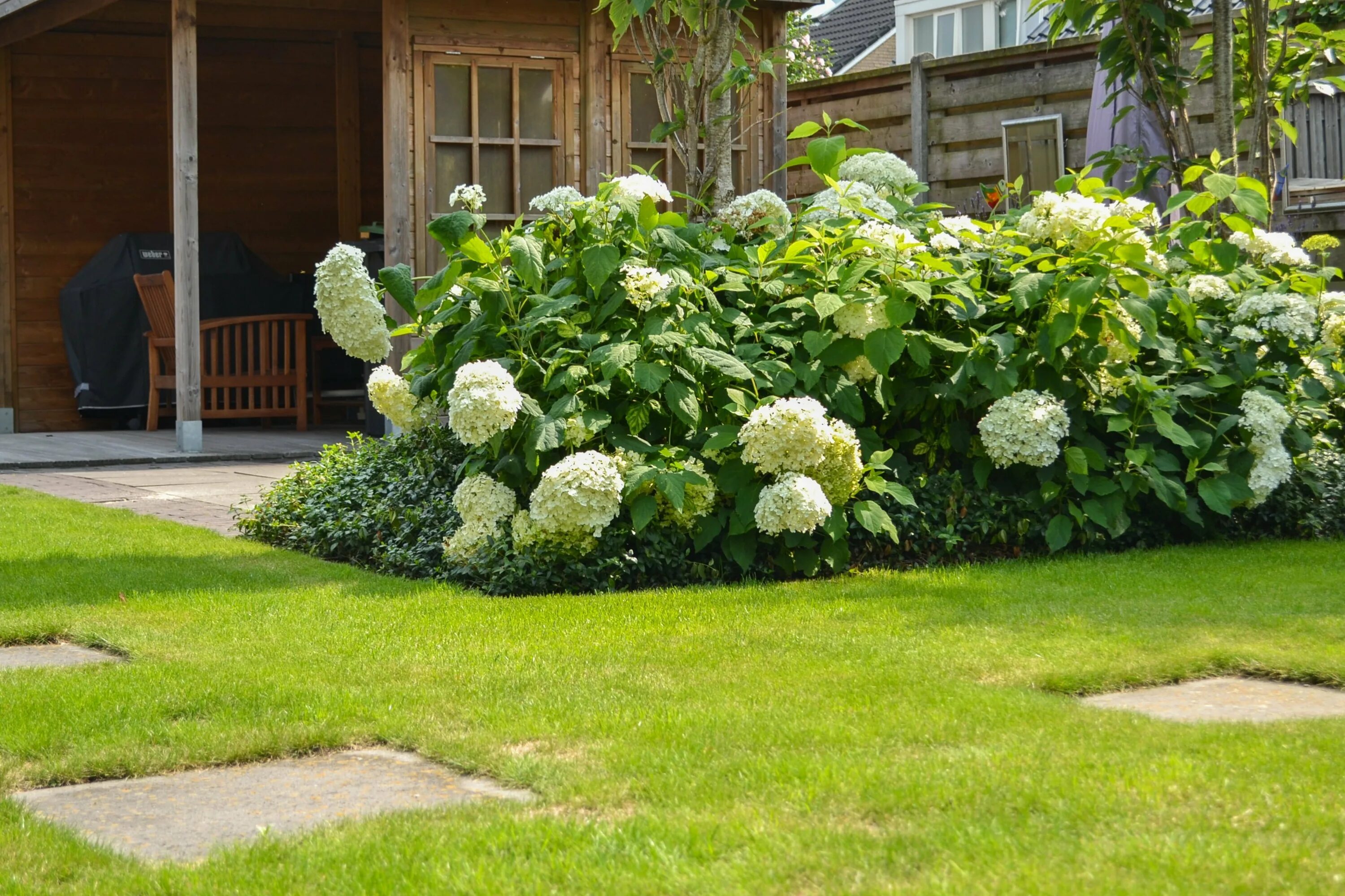 Кусты для макета. Куст. Кустарник 3д модель. Куст роз 3d. Куст 3d model.