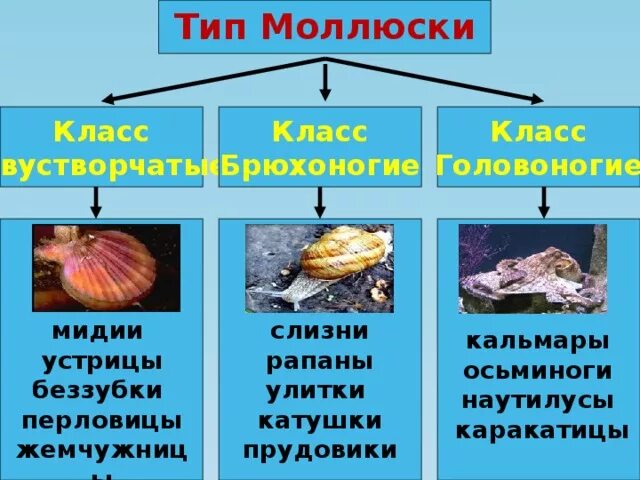 Моллюски классы. Тип моллюски классы. Представители классов моллюсков. Представители классов типа моллюски. Представитель моллюсков является