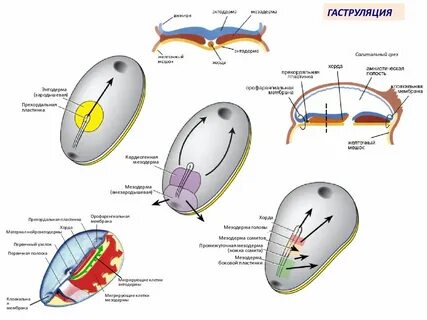 Прехордальная пластинка
