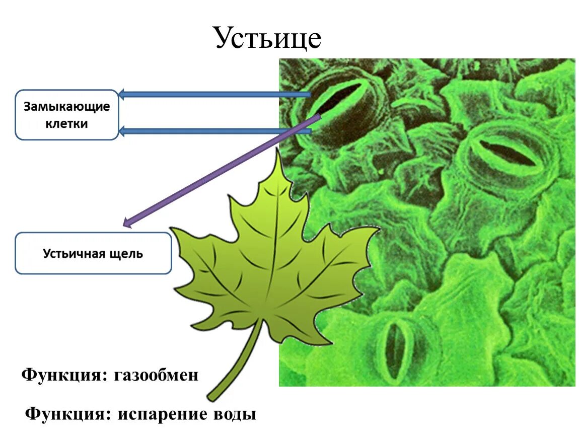 Какую функцию выполняет вода в растении. Строение устьица листа биология 6. Устьица листьев в биологии. Устьица растений это в биологии 6 класс. Транспирация листьев устьица.