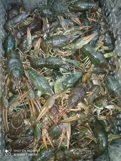 Раки самара