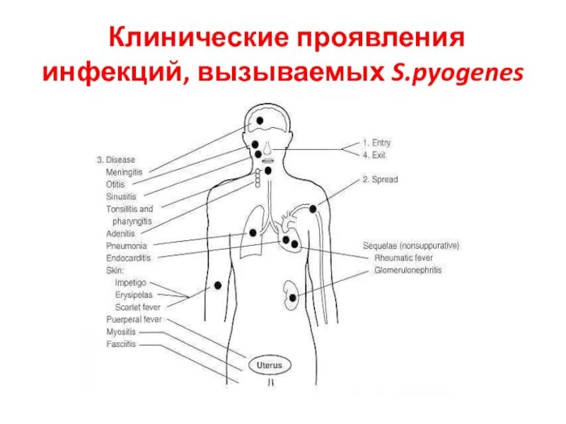 Через сколько проявляется половое заболевание. Через сколько проявляется половое заболевание