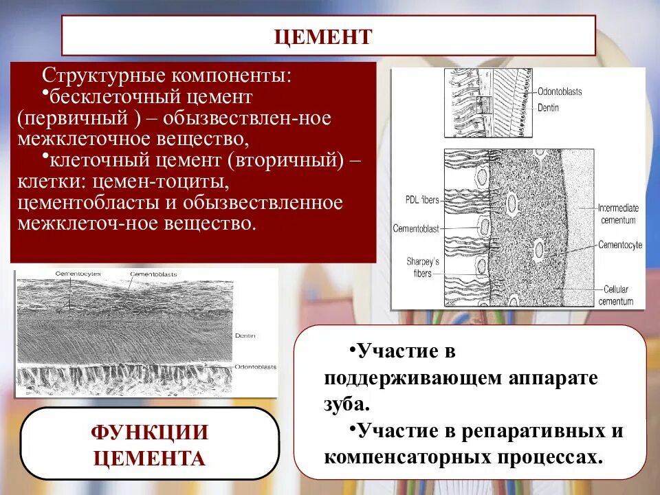 Цемент гистология. Клеточный и бесклеточный цемент зуба. что такое бесклеточный цемент гистология. бесклеточный цемент зуба. строение зуба клеточный и бесклеточный цемент.