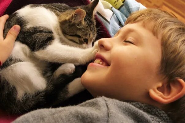 Кот не любит детей. Кошка ласкается. Дети кошки любовь. Кошка ластится к человеку. Учите детей любить животных.