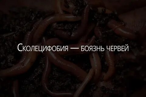 Фобия боязнь змей