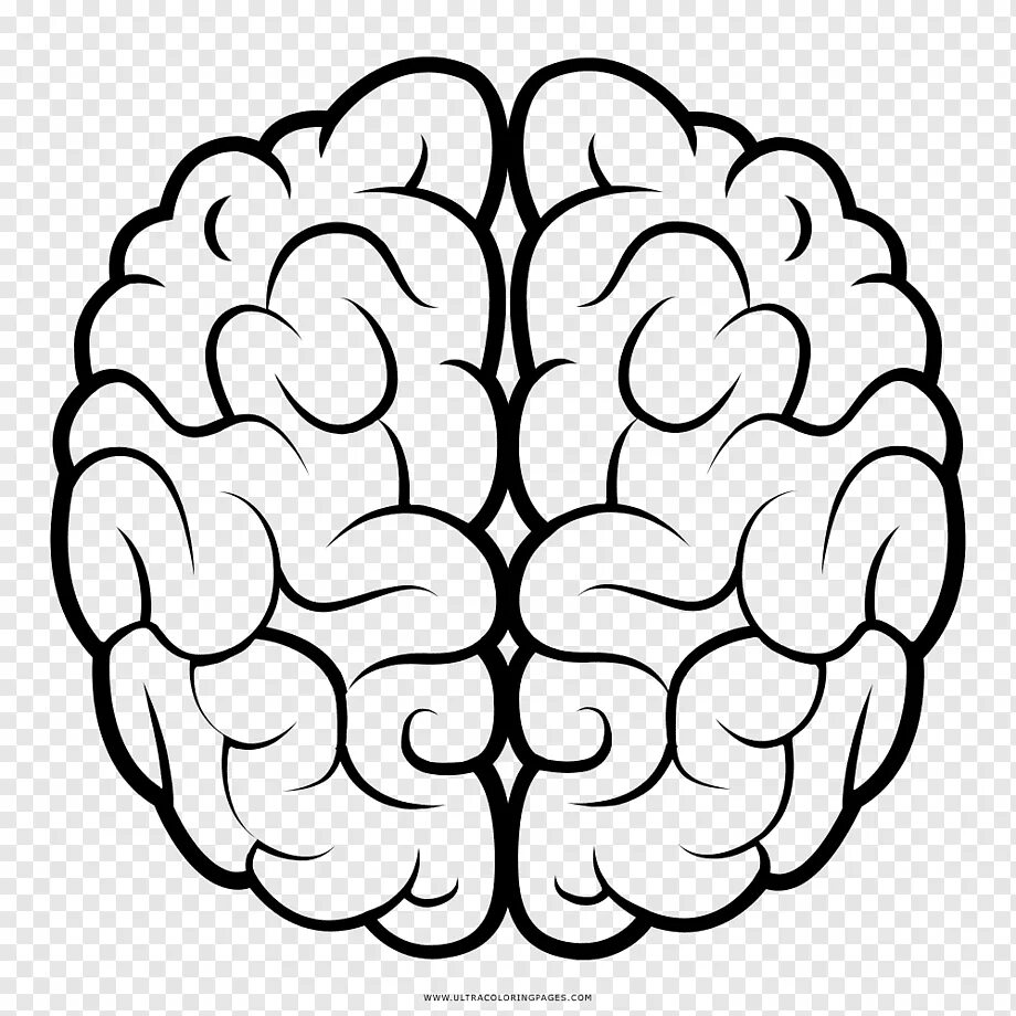 Мозг трафарет. Мозг схематично. Мозг нарисованный. Мозг карандашом. Рисунок мозга легко