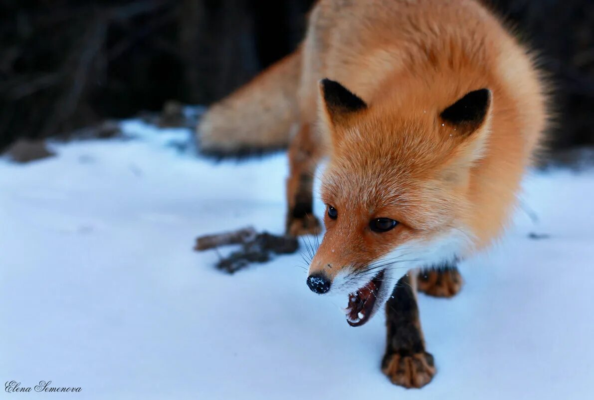 дарья лефлер maxim. елена лефлер. фотосессия с лисой. усы лисы. елена лисичка австралия.