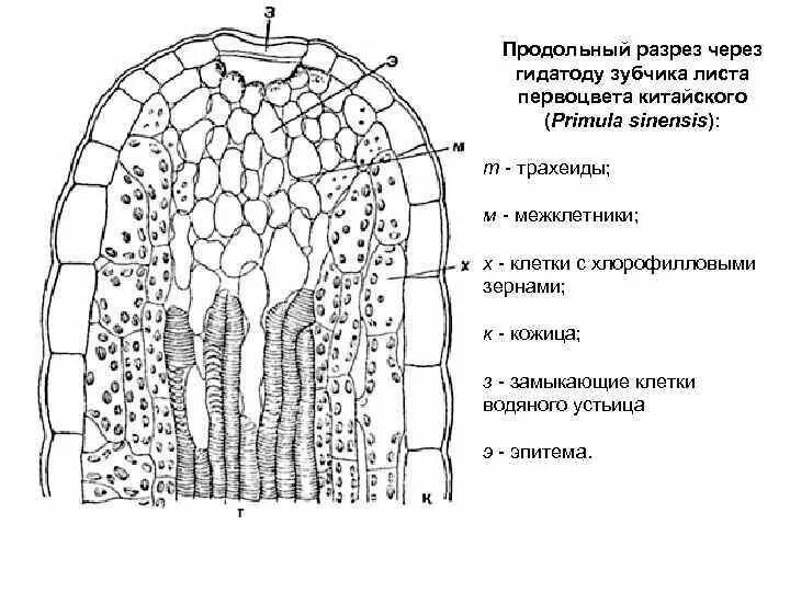 Строение листа толстянки. Гидатоды («водяные устьица») ткани растений. гидатоды у растений строение. гидатоды строение и функции. выделительные ткани растений гидатоды.
