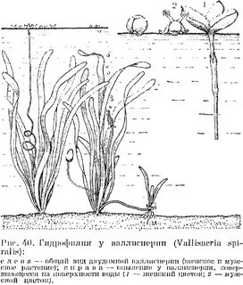 Гидрофилия