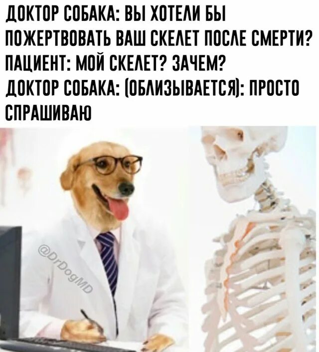 Зачем врачи. Собака врач Мем. Доктор пес Мем. Собачка доктор мемы. Собака врач прикол.