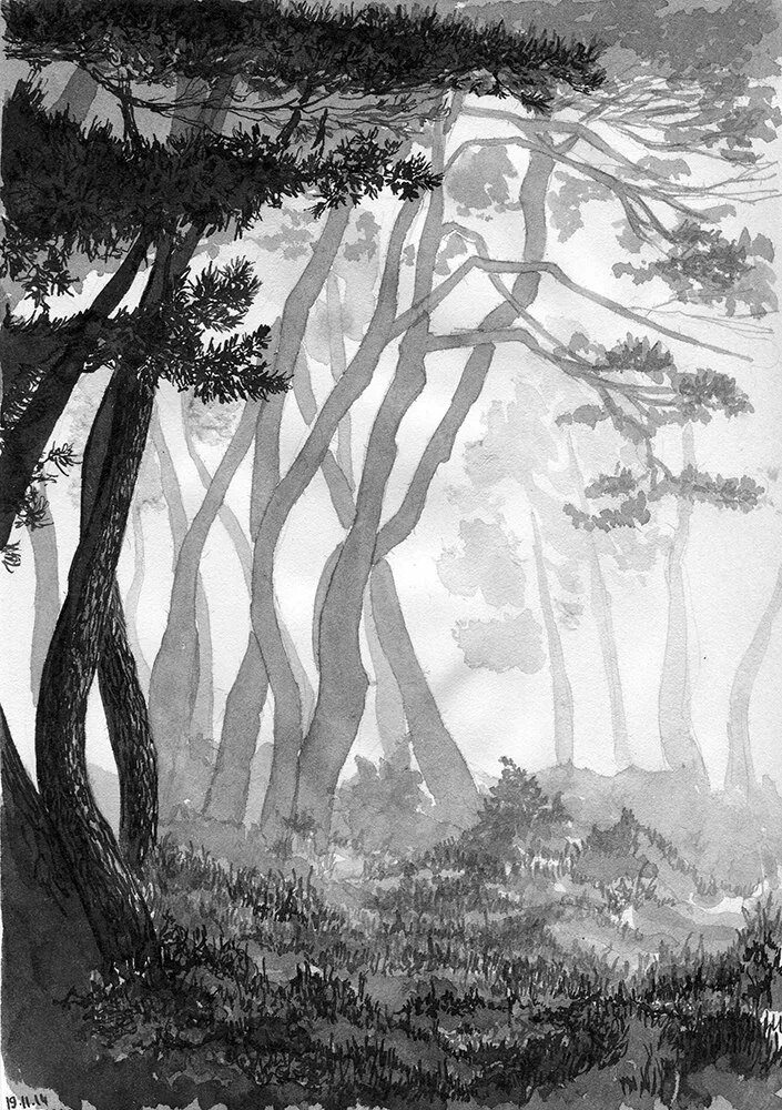 Рисунок черного леса. Лес карандашом. Картина леса черно белая. Пейзаж леса карандашом. Силуэт сосны.