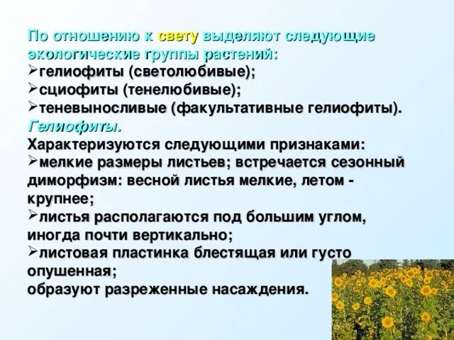 Плаун светолюбивое или тенелюбивое. Гелофиты свето любывые растения. Экологическая группа светолюбивых растений. Растения по отношению к свету. Экологические группы растений.