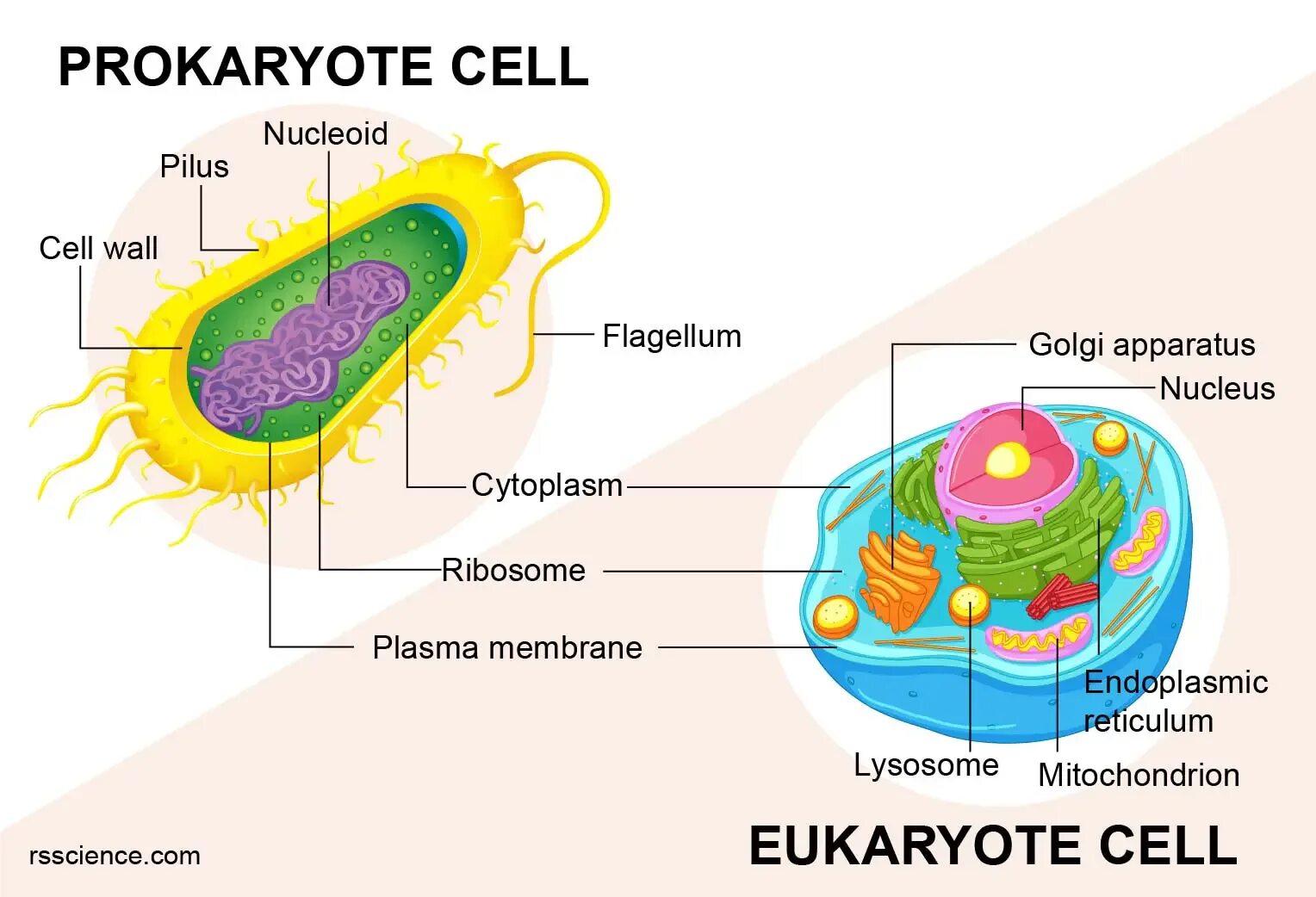 Eukaryote prokaryotes. Prokaryotic and eukaryotic. Строение клетки бактерии. Prokaryotic Cell. Клетки имеющие два ядра