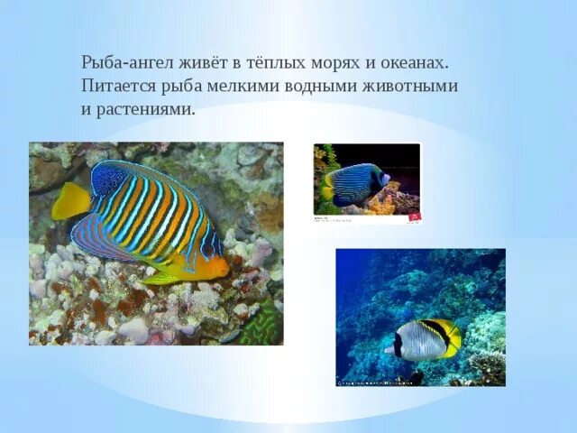 Сладкогуб рыба. Длиннорылая рыба бабочка. Жёлтая длиннорылая рыба-бабочка. Рыба центропиг биколор. Рыба ангел интересные факты.