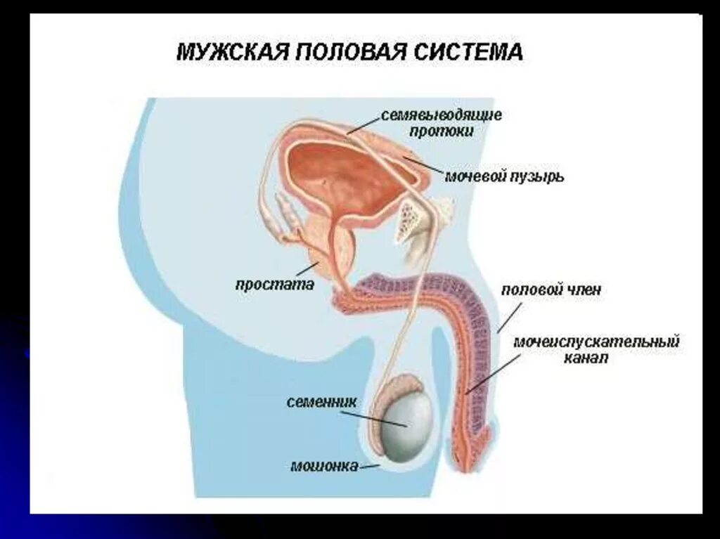 Что такое мужской пол. Размножение людей. Размножение людей процесс. Мужская половая система. Строение мужской половой системы.