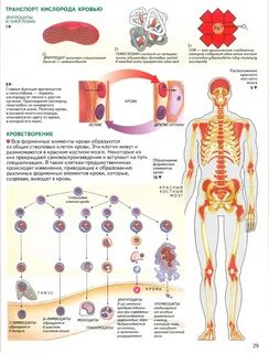 Анализ человека биология