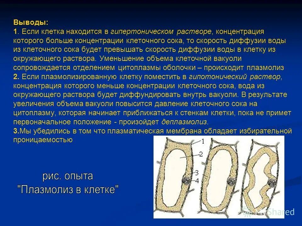 Наблюдение плазмолиза