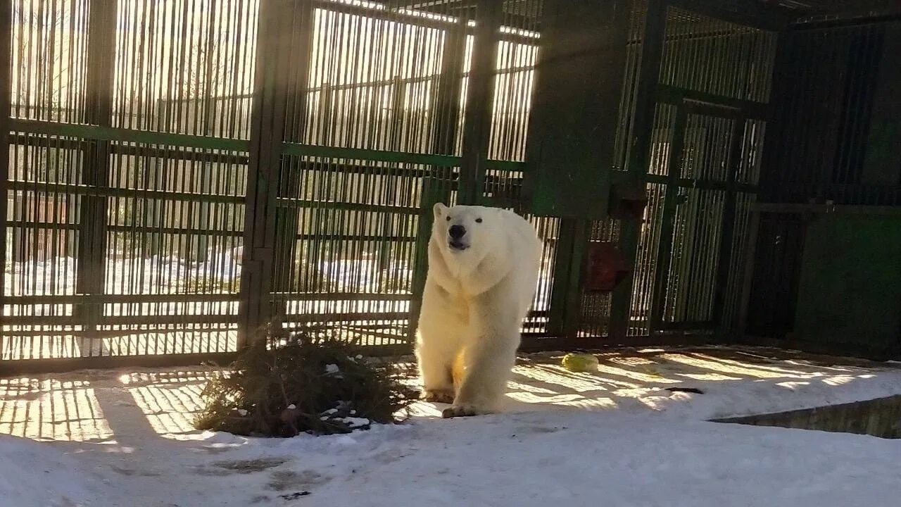 Медведь. Белый медведь в Пензенском зоопарке. Зоопарк Ижевск белый медведь. Медведь в зоопарке.