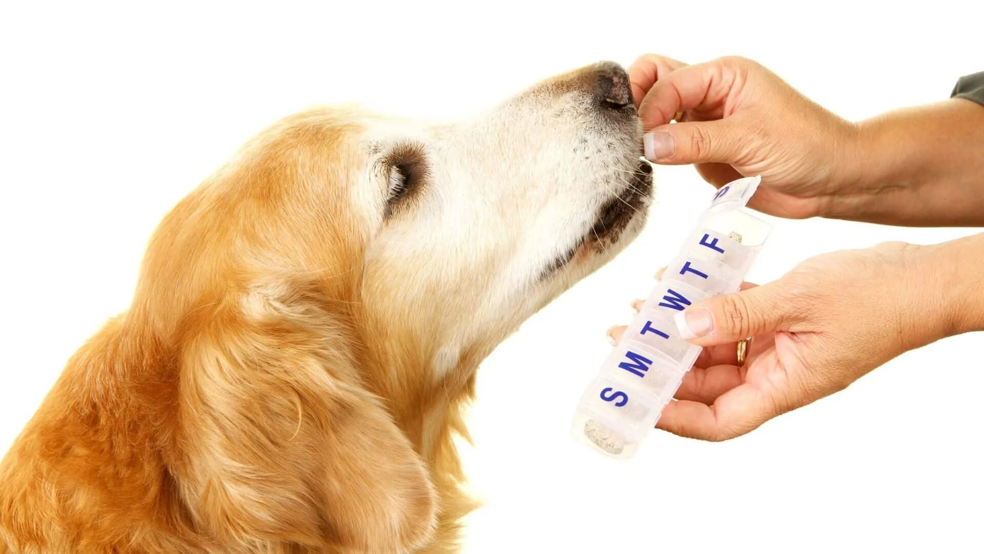 Надо ли глистогонить собаку. Дегельминтизация собак. Лекарства для животных. Таблетки для собак. Животные с таблетками.