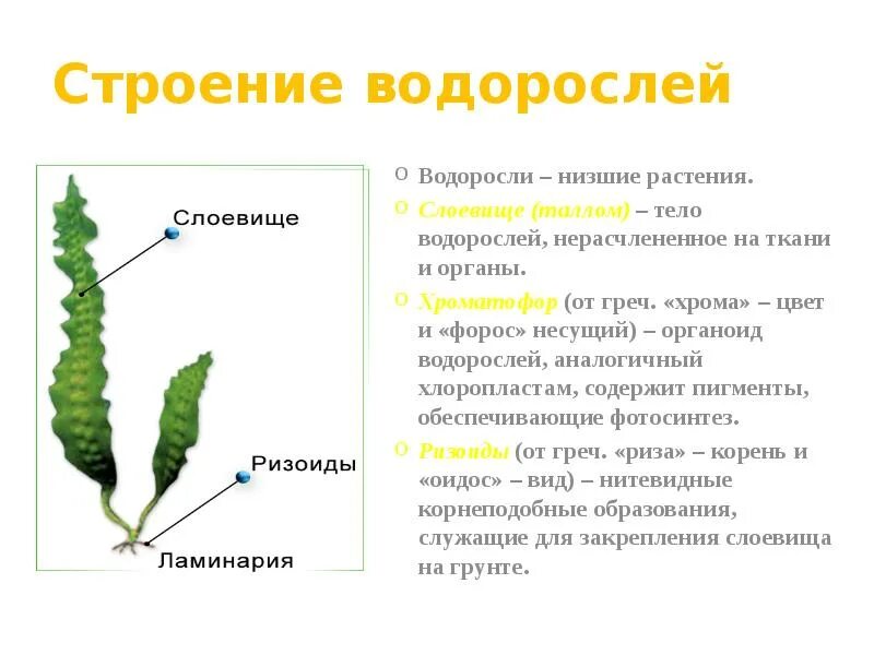 Водоросли строение. Водоросли строение