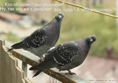 Голуби стоят на месте