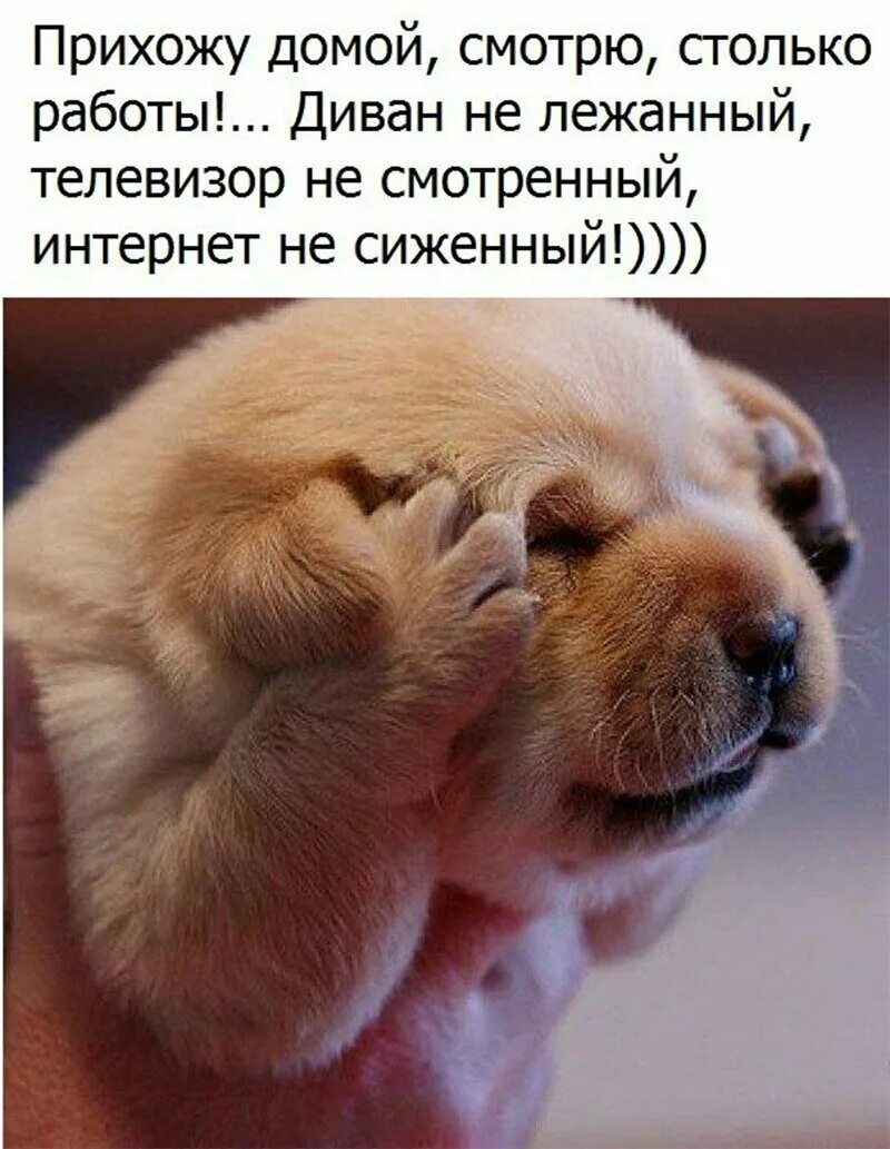 Мысли собачки