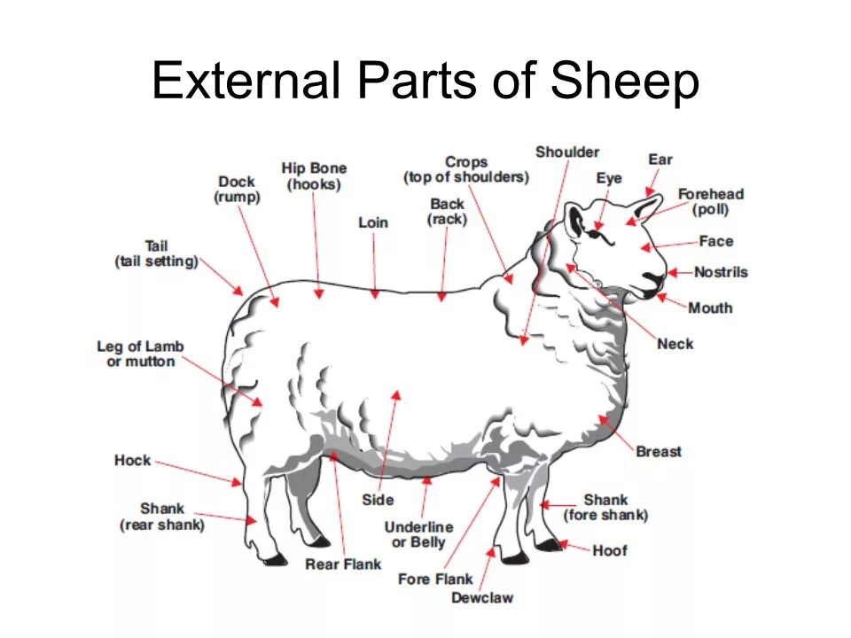 Sheep как читается по русски