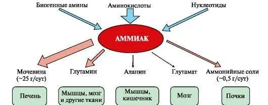 Метаболизм аммиака в организме схема. Пути превращения аммиака в организме. Основные пути образования аммиака в организме. Аммиак в печени превращается в. Выводит мочевину